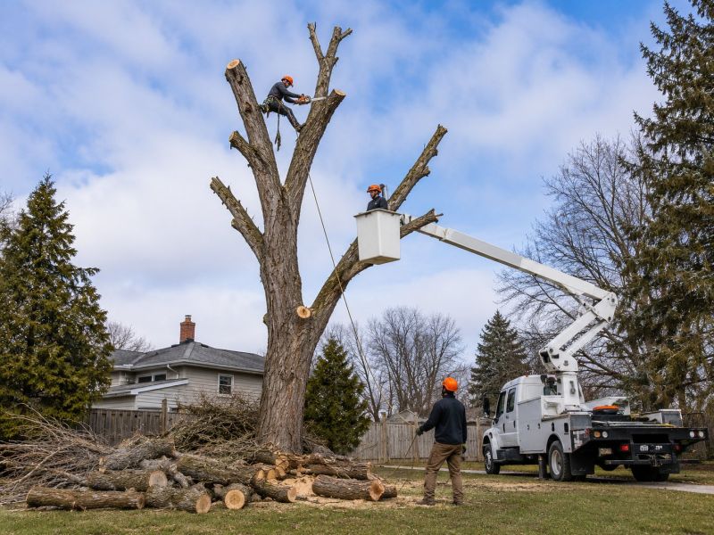 Apple Tree Removal in Pottstown, PA