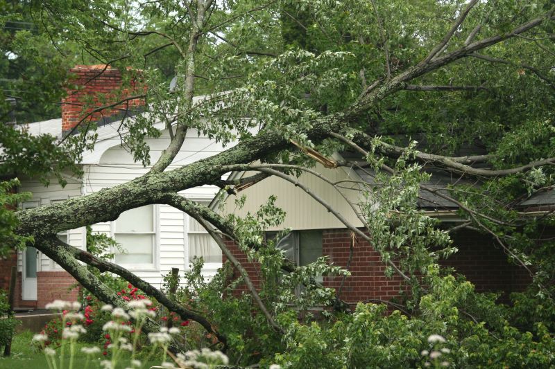 Fallen Tree on a Residential Property