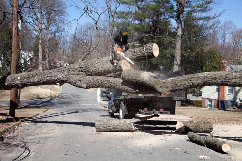 Tree Removal Equipment in Action
