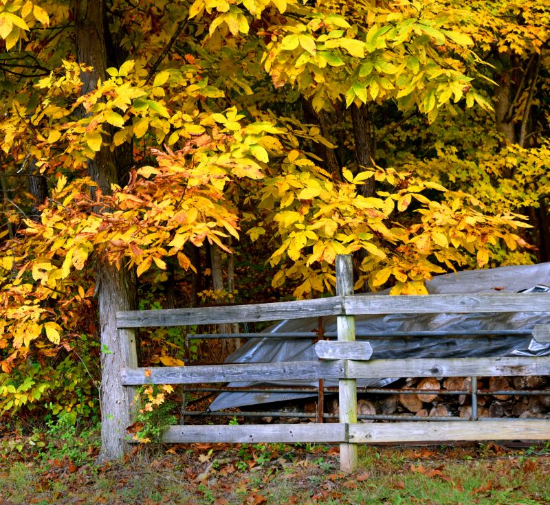 Hickory Tree Trimming in San Jose, CA