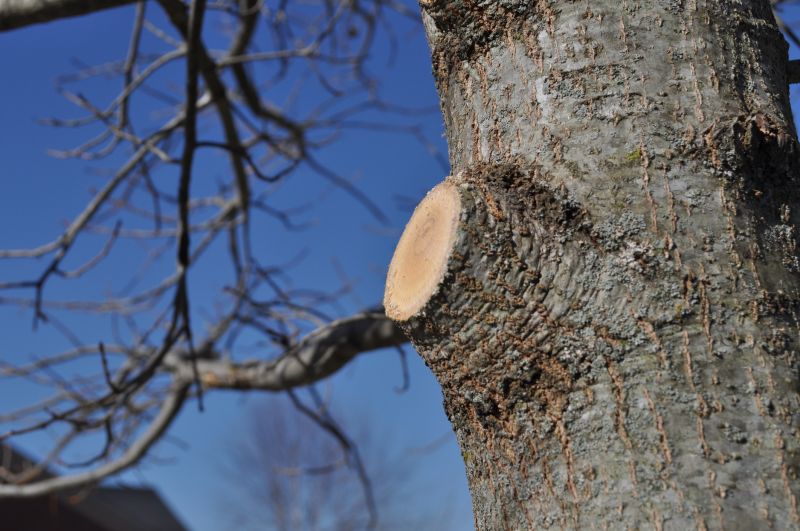 Pear Tree Pruning in Allentown, PA
