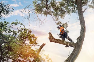 Arborist Performing Trimming