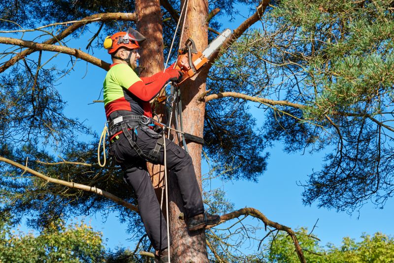 Safety Precautions in Tree Trimming