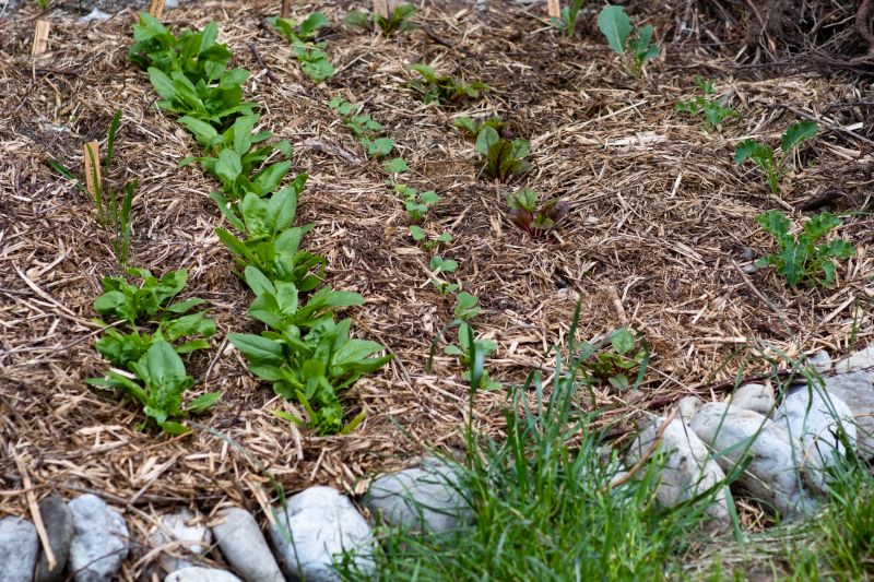 Mulched Garden Bed